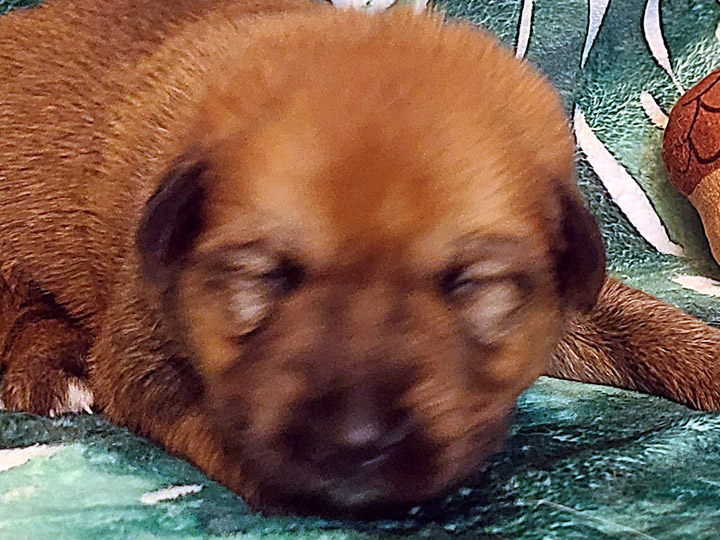 chinook puppy